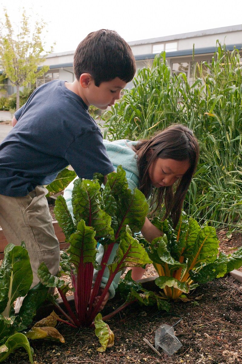 In a school garden, two students harvest rainbow chard.